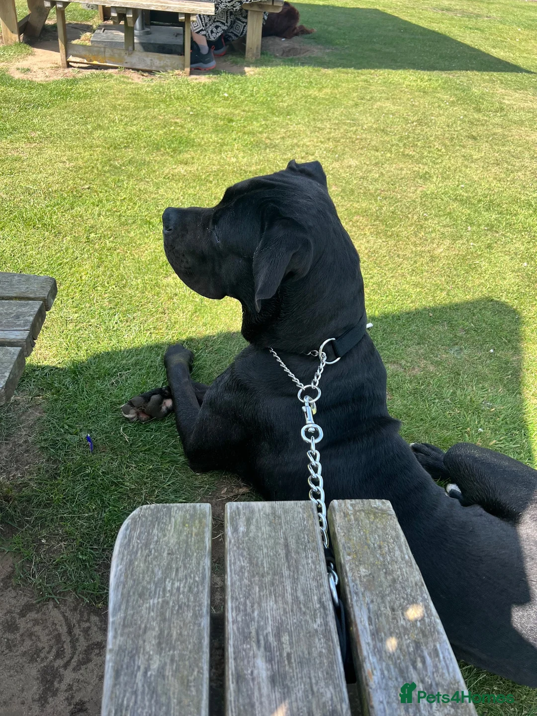 Mixed Breed dogs for sale: Cane Corso/Great Dane in Scunthorpe - Advert 1