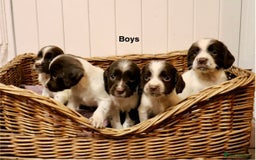 English Springer Spaniel dogs for sale: Working Bred Springer Spaniel Puppies For Sale.  - Image 3