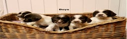 English Springer Spaniel dogs for sale: 1 BOY LEFT!! Working Bred Springer Spaniel.  - Advert 5