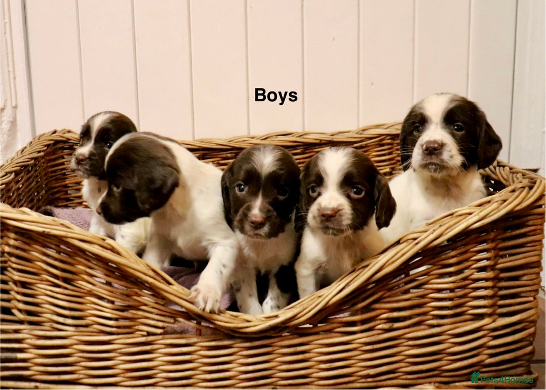 English Springer Spaniel dogs for sale: Working Bred Springer Spaniel Puppies For Sale.  - Image 3