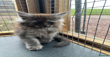 Maine Coon cats - Advert 1