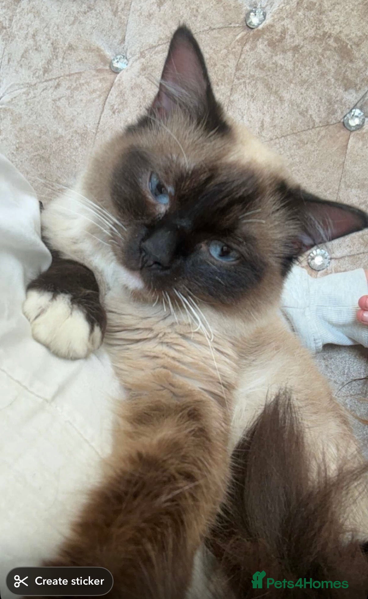 Ragdoll cats 3 year old ragdoll  - Advert 3