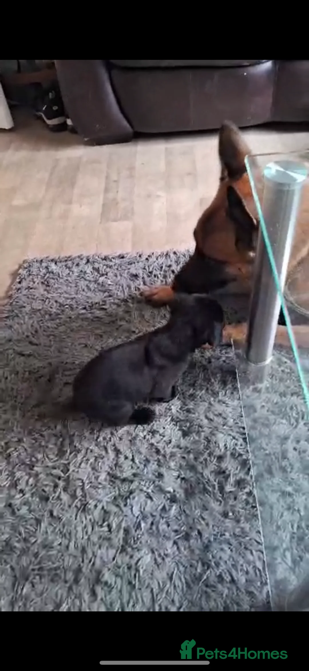 Mixed Breed dogs for sale: Puppies for sale! - Advert 1