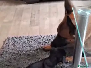 Mixed Breed dogs Puppies for sale! - Advert 1