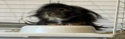 Guinea Pig rodents for sale: Bonded pair of male guinea pigs with full set up - Advert 4