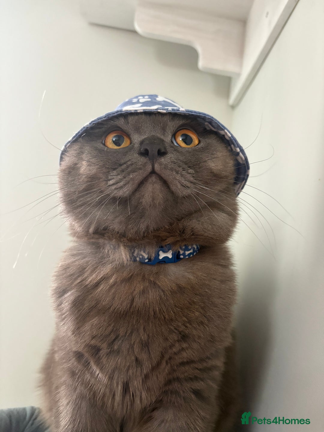 Scottish Fold cats for stud: Studd Scottish fold 200 - Image 2