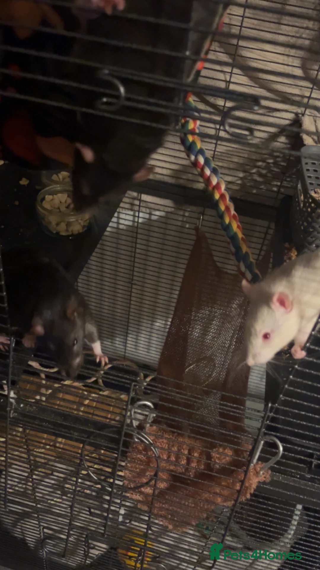 Rat rodents for sale: 4 male rats and set up - Advert 3