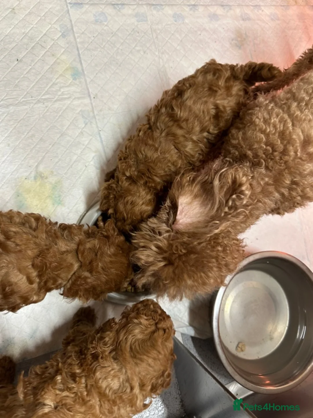 Toy Poodle dogs for sale: 3 wonderful red mini Pure toy Poodle puppies - Advert 2