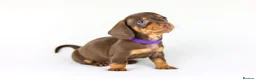 Miniature Dachshund dogs for sale: Short Haired miniature dachshund Puppy’s  - Advert 12