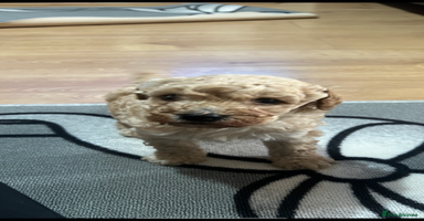 Cavapoo dogs - Advert 3