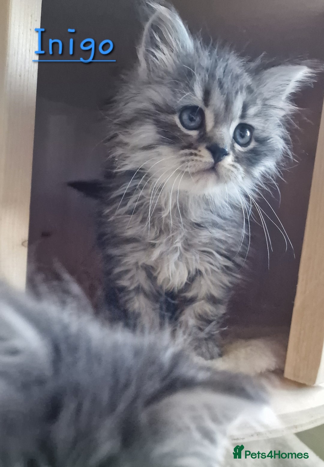 Siberian cats for sale: Siberian kittens GCCF registered, champion lines - Image 11