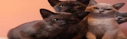 Burmese cats for sale: Beautiful Healthy Burmese  - Advert 7