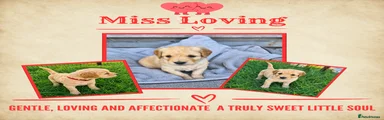Miss Loving