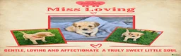 Goldendoodle dogs for sale: Beautiful Home-Raised F1 Goldendoodles Ready 23/7 - Advert 3