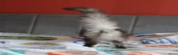 Maine Coon cats for sale: TICA Pedigree Maine coon🧬health tested - Advert 18