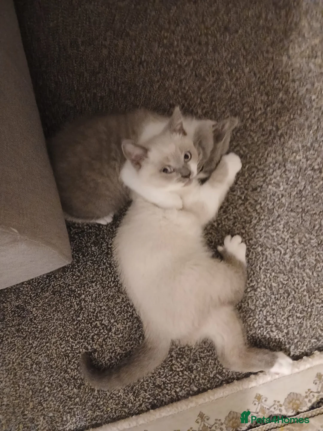 British Shorthair cats for sale: British short haired  - Advert 14