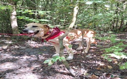 Mixed Breed dogs for sale: Big Golden Boy for Adoption  - Image 5