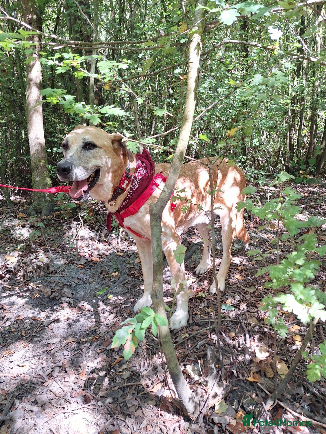 Mixed Breed dogs for sale: Big Golden Boy for Adoption  - Image 5