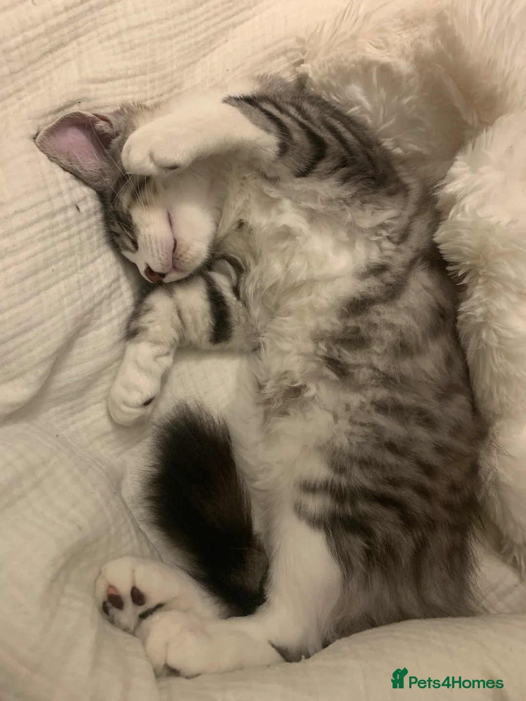 Maine Coon cats for sale: Maine coon mix male kitten  - Advert 3