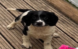 English Springer Spaniel dogs for sale: KC Calm English Springer Spaniel Puppies - Image 18