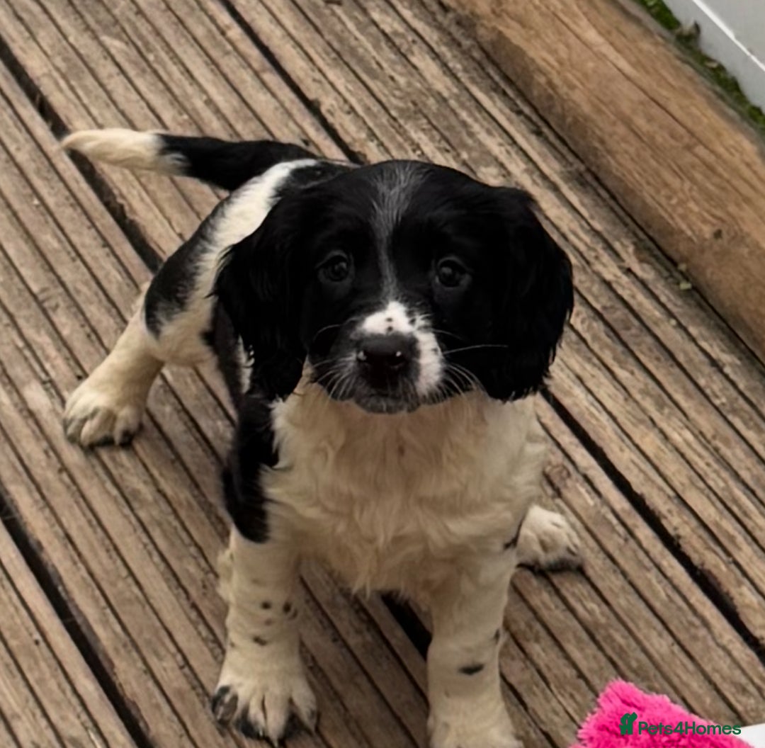 English Springer Spaniel dogs for sale: KC Calm English Springer Spaniel Puppies - Image 18