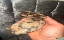 Cockapoo dogs for sale: Beautiful chocolate merle cockapoos  - Image 11