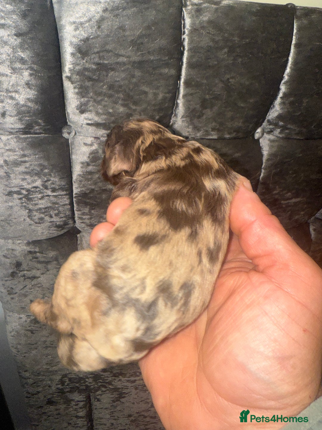 Cockapoo dogs for sale: Beautiful chocolate merle cockapoos  - Image 11