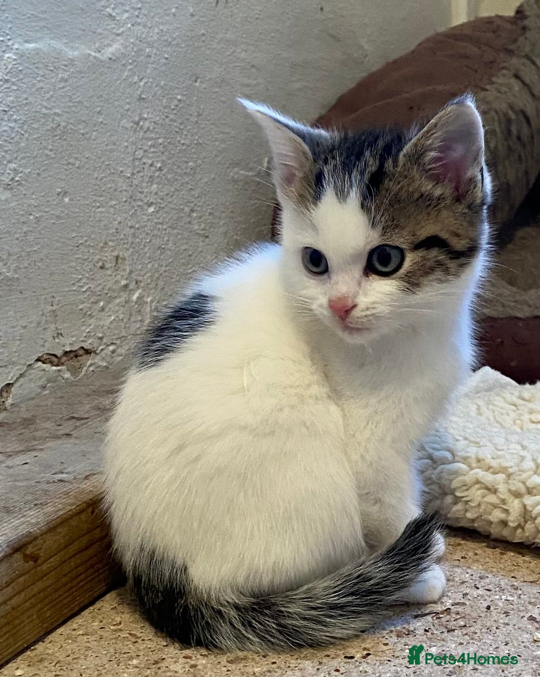 Mixed Breed cats for sale: Stunning part Siamese kittens ready now - Advert 6