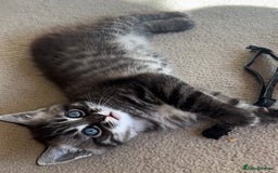 Persian cats for sale: ALL SOLD! PERSIAN-RAGDOLL KITTENS - Image 23