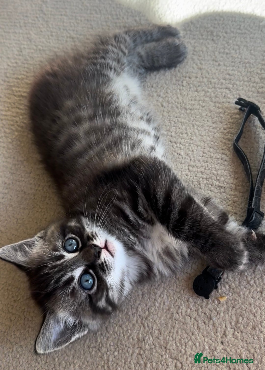 Persian cats for sale: ALL SOLD! PERSIAN-RAGDOLL KITTENS - Image 23