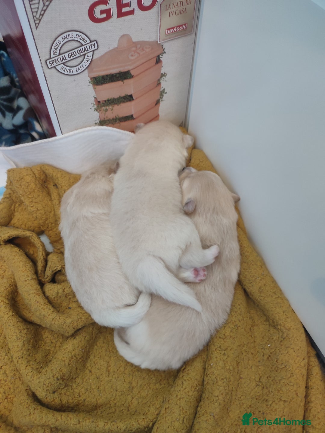 German Spitz dogs for sale: Unique Spitz puppies available in January  - Advert 9