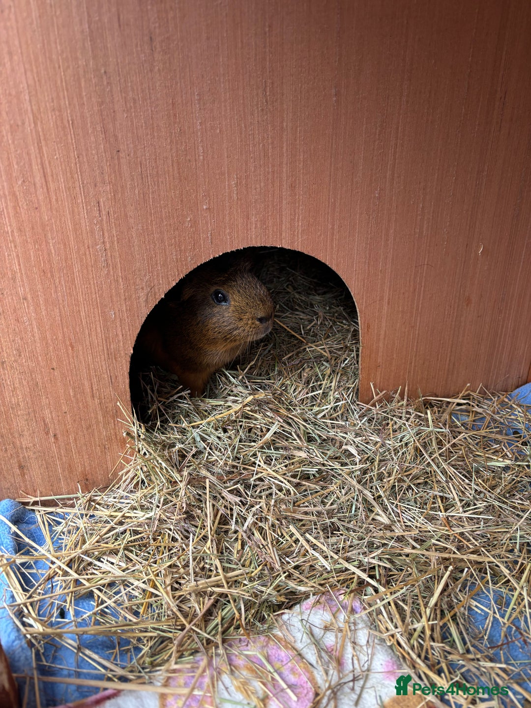 Guinea Pig rodents for sale: 2 male guinea pigs  - Advert 4