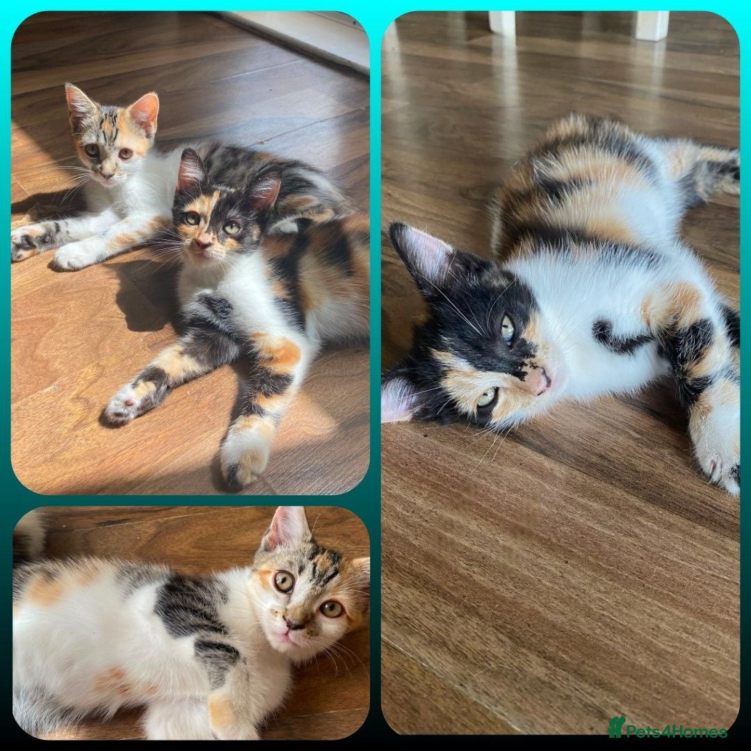Mixed Breed cats 2- SO LOVELY KITTENS 😸 LOOKING FOR FOREVER HOME   - Advert 18