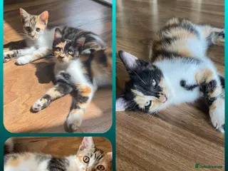 Mixed Breed cats 2- SO LOVELY KITTENS 😸 LOOKING FOR FOREVER HOME - Advert 18
