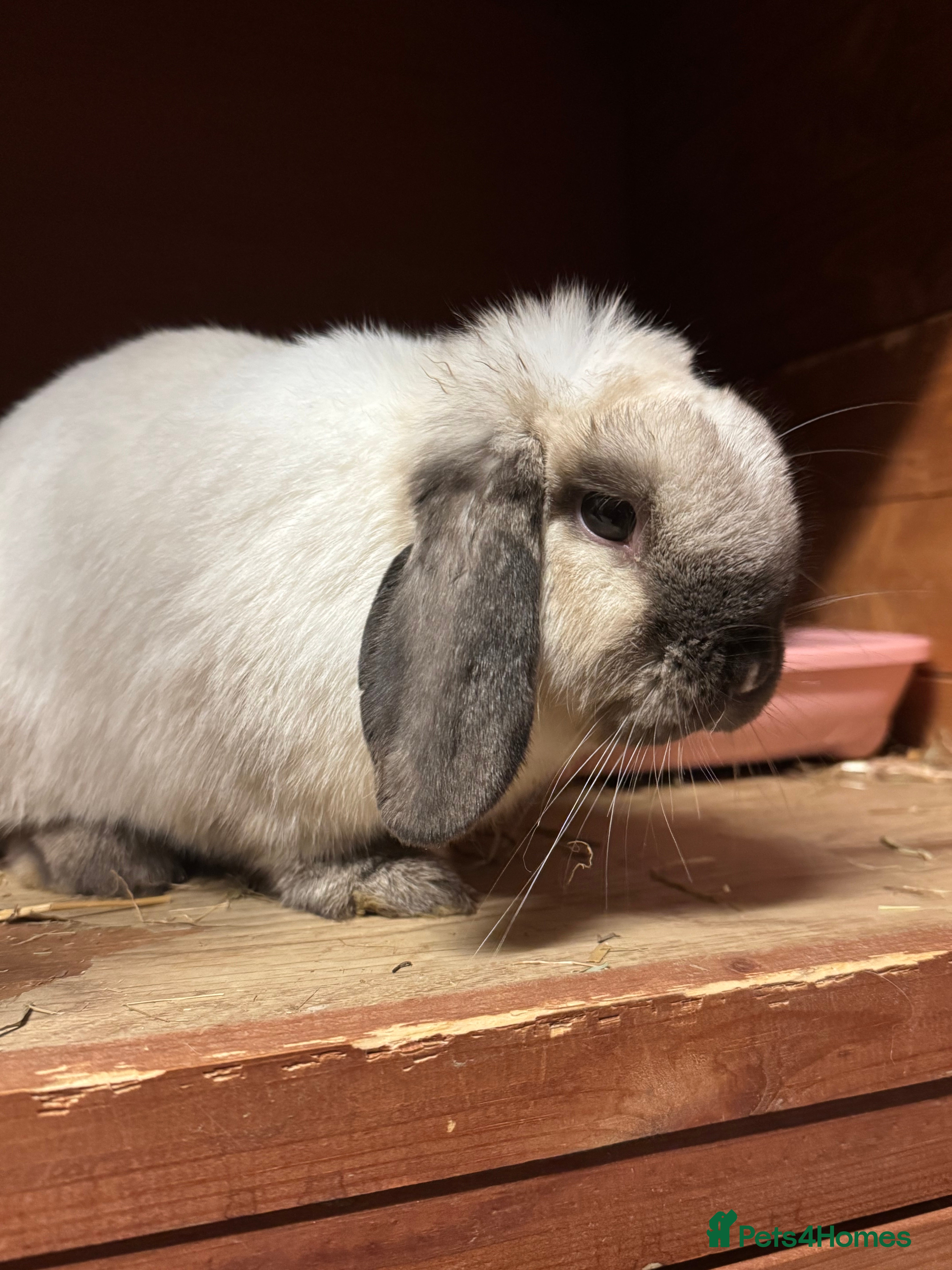 Mini Lop rabbits Seal Point Mini Lop Doe - Advert 1