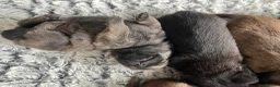 Pomchi dogs for sale: 🐶 Beautiful Pomchi pup – 🐶 - Advert 20