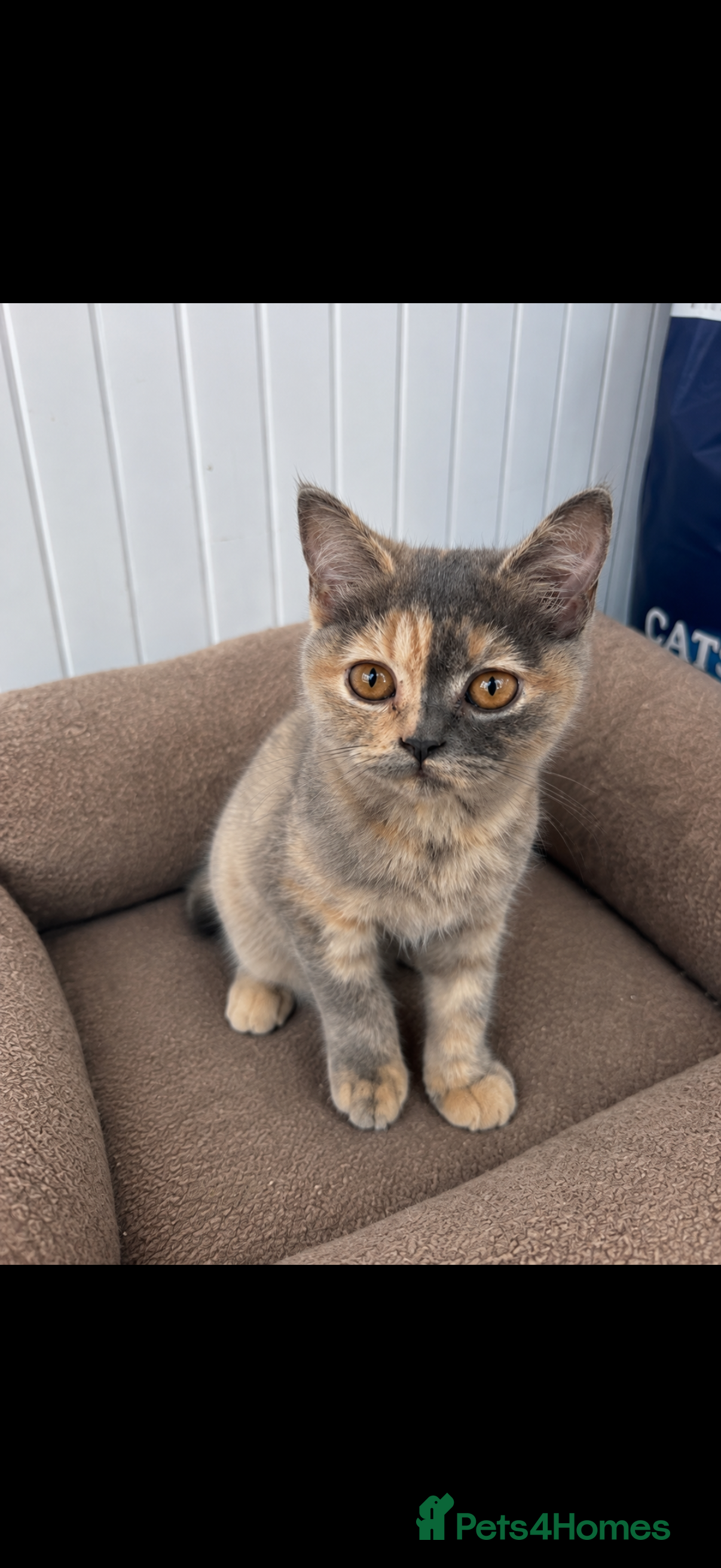 British Shorthair cats Beautiful British Shorthair Girl - Advert 2