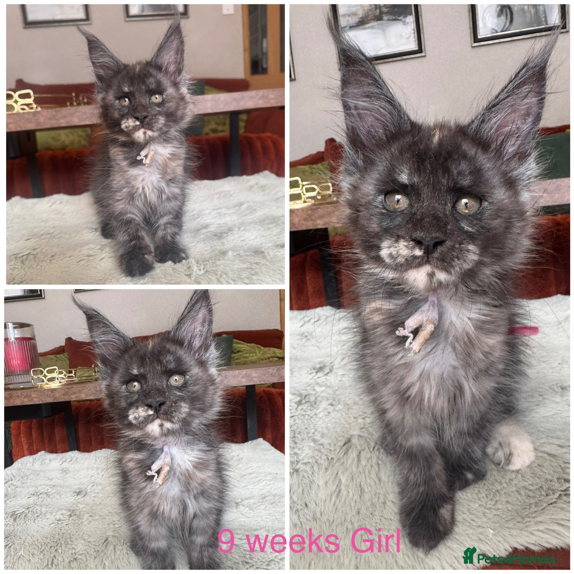 Maine Coon cats Stunning Mainecoon kittens  - Advert 2
