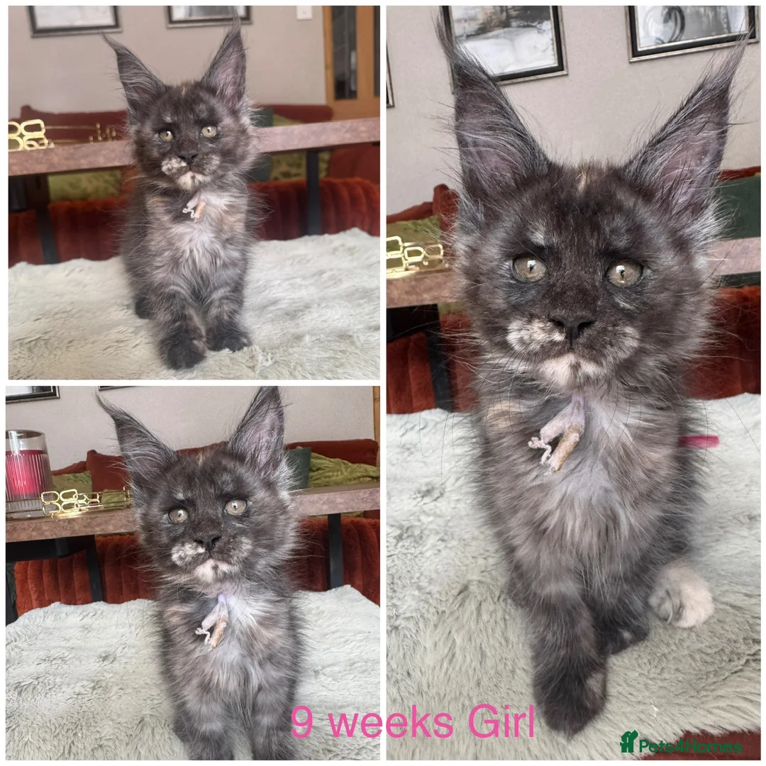Maine Coon cats for sale: Stunning Mainecoon kittens  - Advert 2