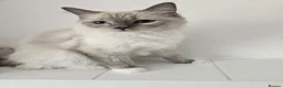 Ragdoll cats for sale: Cute ragdoll kitten  in Crawley - Advert 1
