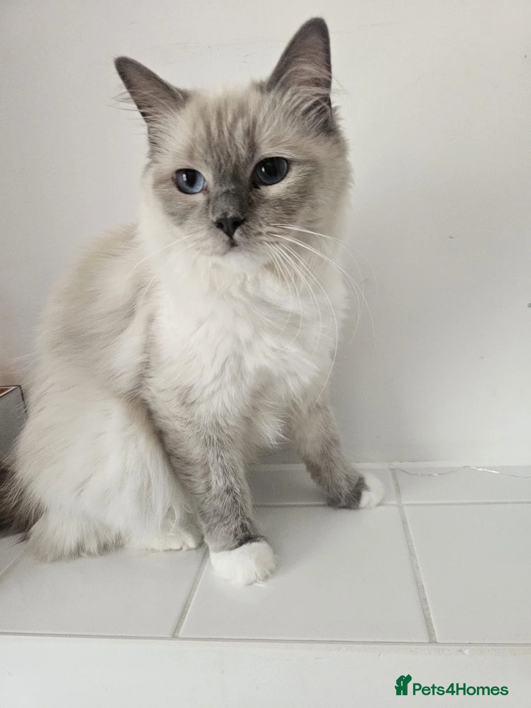 Ragdoll cats for sale: Cute ragdoll kitten  in Crawley - Advert 1