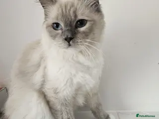Ragdoll cats Cute ragdoll kitten - Advert 6