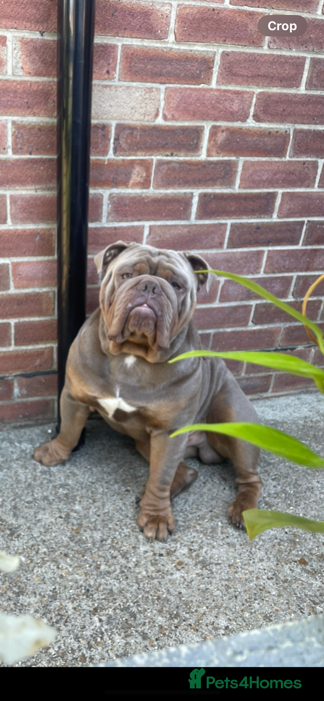 English Bulldog dogs for sale: Pablo - Image 1