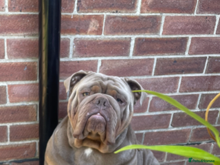 English Bulldog dogs for sale - Advert 1