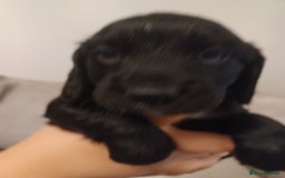 Cocker Spaniel dogs for sale: Cocker spaniel pups  - Image 10