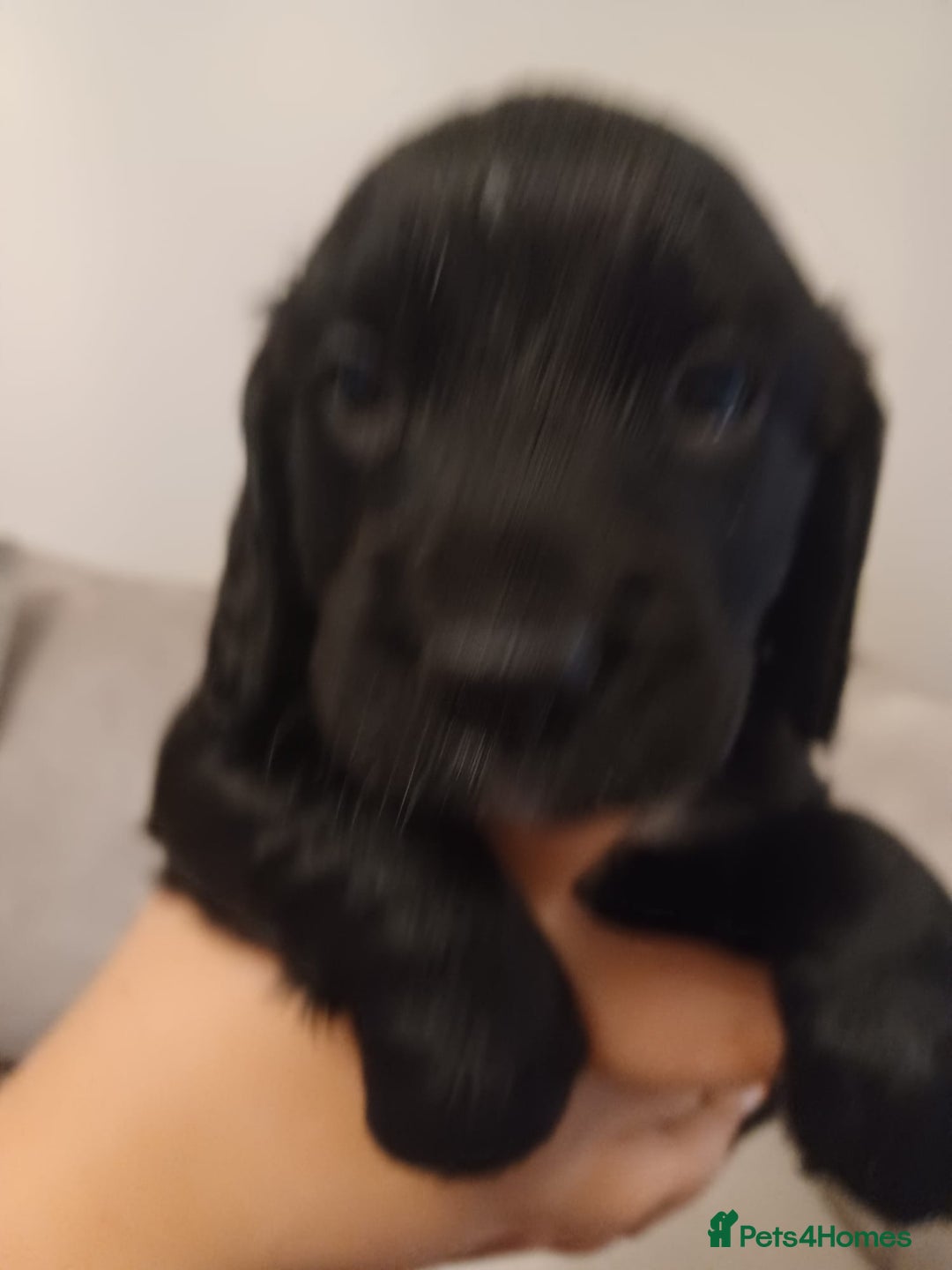 Cocker Spaniel dogs for sale: Cocker spaniel pups  - Image 10