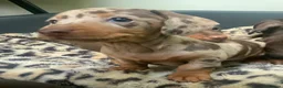 Miniature Dachshund dogs for sale: Funny happy miniature dachshund puppies - Advert 30