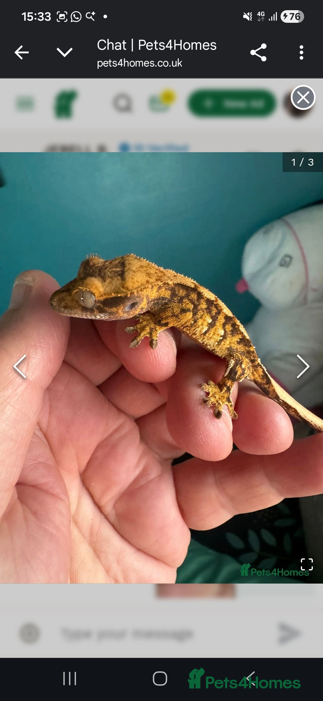 Gecko reptiles Loads of crested gecko babies! - Advert 1