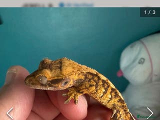 Gecko reptiles Loads of crested gecko babies! - Advert 20