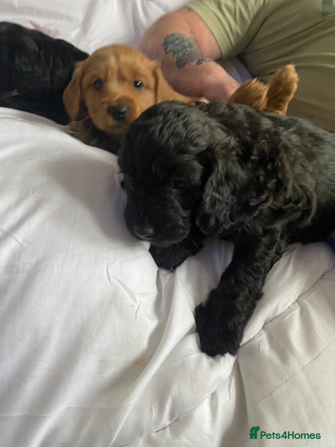 Cavapoo dogs for sale: Stunning cavapoo pups  - Advert 20